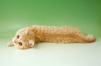 Picture of red spotted tabby british shorthair cat, lying down