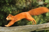 Picture of red squirrel