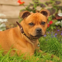Picture of red Staffordshire Bull Terrier