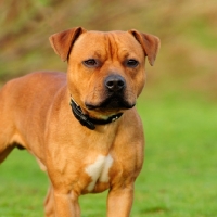 Picture of red staffordshire bull terrier
