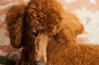 Picture of red standard Poodle, close up