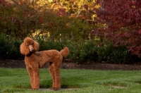 Picture of red standard Poodle in garden