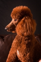 Picture of red standard Poodle on black background