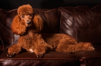 Picture of red standard Poodle on couch