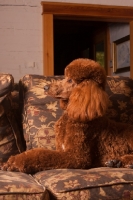 Picture of red standard Poodle on sofa