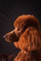 Picture of red standard Poodle, profile