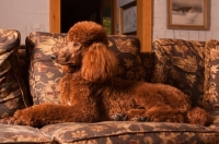 Picture of red standard Poodle resting on couch