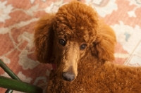 Picture of red standard Poodle