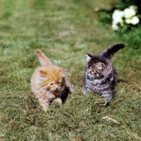 Picture of red tabby and brown tabby long hair kittens