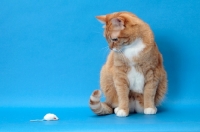 Picture of red tabby and white cat looking at toy mouse