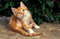 Picture of red tabby and white kitten looking up