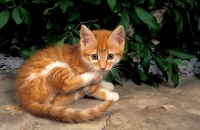 Picture of red tabby and white kitten, lying down