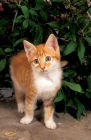 Picture of red tabby and white kitten