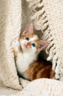 Picture of red tabby and white non pedigree cat, playing with fabric