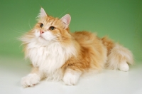 Picture of red tabby and white norwegian forest cat