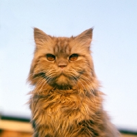 Picture of red tabby long hair cat, out of coat
