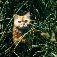 Picture of red tabby long hair cat