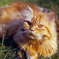 Picture of red tabby long hair cat