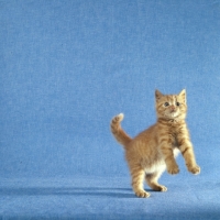 Picture of red tabby long hair kitten jumping up