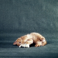 Picture of red tabby long hair kitten playing