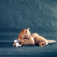 Picture of red tabby long hair kitten playing