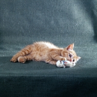 Picture of red tabby long hair kitten playing