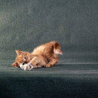 Picture of red tabby long hair kitten playing