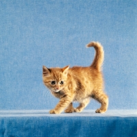 Picture of red tabby long hair kitten prowling