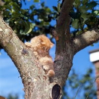 Picture of red tabby long hair kitten up a tree