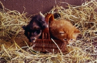 Picture of red tabby long hair kitten with another climbing out of basket