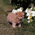 Picture of red tabby long hair kitten with roses