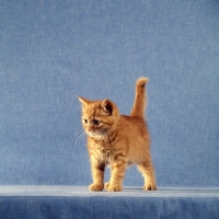 Picture of red tabby long hair kitten 