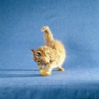 Picture of red tabby long hair kitten