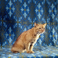 Picture of red tabby shorthair cat 