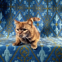 Picture of red tabby shorthair cat 