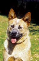 Picture of red tick Australian Cattle Dog