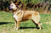 Picture of red tick Australian Cattle Dog