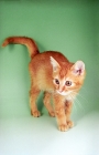 Picture of red ticked tabby German Rex, on green background