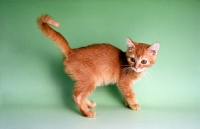 Picture of red ticked tabby German Rex