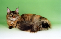 Picture of Red tortie Silver Maine Coon, lying down