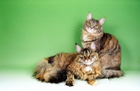 Picture of Red tortie Silver Maine Coon, with a blue tortie Maine Coon