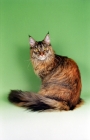 Picture of red tortoiseshell silver Maine Coon lying down