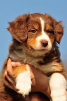 Picture of red tri miniature Australian Shepherd  on hand