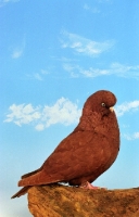 Picture of red Tumbler pigeon