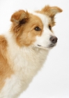 Picture of red white Border Collie looking ahead