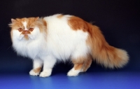 Picture of red white persian cat on blue background