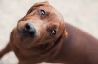 Picture of Redbone Coonhound looking at camera