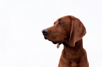 Picture of Redbone Coonhound portrait