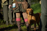 Picture of redfox labrador standing near owner