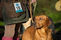 Picture of redfox labrador standing near owner